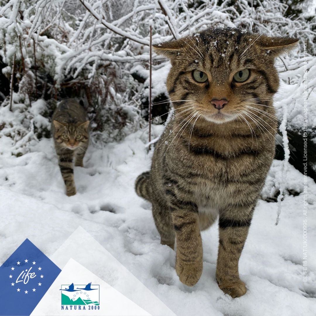 LIFEProgramme's tweet photo. 🗞The #LIFEProgramme is featured in the @guardian!
🐱Our #LIFEProject @SaveOurWildcats works to prevent the extinction of #Wildcats in Scotland.
Read more about their conservation and recovery actions👉https://t.co/uSabvzxbYa
#SWAforLife
#Natura2000 https://t.co/8aTdIt2ich