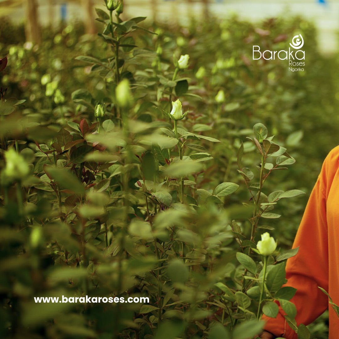 BarakaRoses's tweet photo. "In Baraka Roses' greenhouse, precision meets petals. We take meticulous care of our roses and ensure that every bloom is a masterpiece of floral craftsmanship. Elevate your moments with our  finest blooms by ordering on our company website."
#barakaroses #kenyanflowerexporters https://t.co/BQR3Q8sAbP