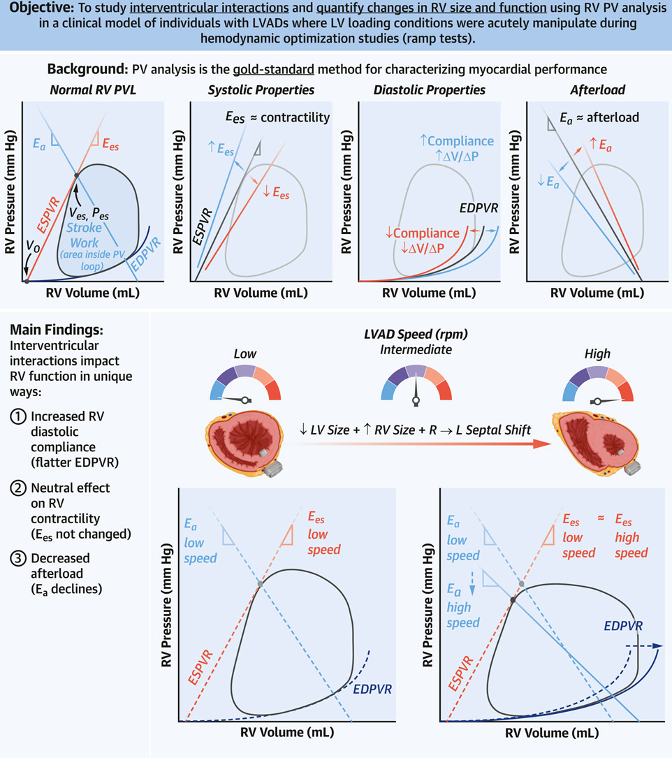 Excited to see our work using RV #PVloops to better understand interventricular interactions!

Now out in @JACCJournals #JACCHF

Thanks to our collaborators from @NYPCUCVI  @AHN_CVI @MattLanderMD @NirUrielMD @gtsayer @HamidNadira @MathewMaurer @BurkhoffMd