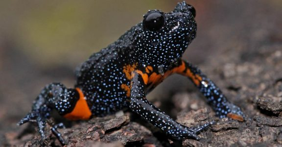 La rana galaxia, Megalobatrachus indicus, es una de las ranas más bellas del mundo. Es endémica de la India y se encuentra en peligro de extinción.