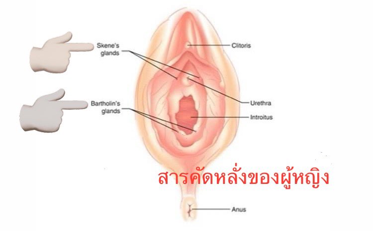 น้ำของผู้หญิง รู้ไว้สังเกตการตอบสนองทางเพศได้
1. ช่วงเสียว-น้ำจากต่อมบาร์โธลิน ลักษณะเป็นเมือกใส ออกดีถ้าอารมณ์ร่วม
2. ช่วงเสร็จ-น้ำจากต่อมสกีนข้างๆ รูท่อปัสสาวะ ลักษณะน้ำนม ออกดีถ้าเสียวมาก
3. ช่วงแตก-น้ำ squirt จากปัสสาวะผสมน้ำจากต่อมสกีน ออกดีถ้าเสร็จจาก G-spot 
#sexeducation