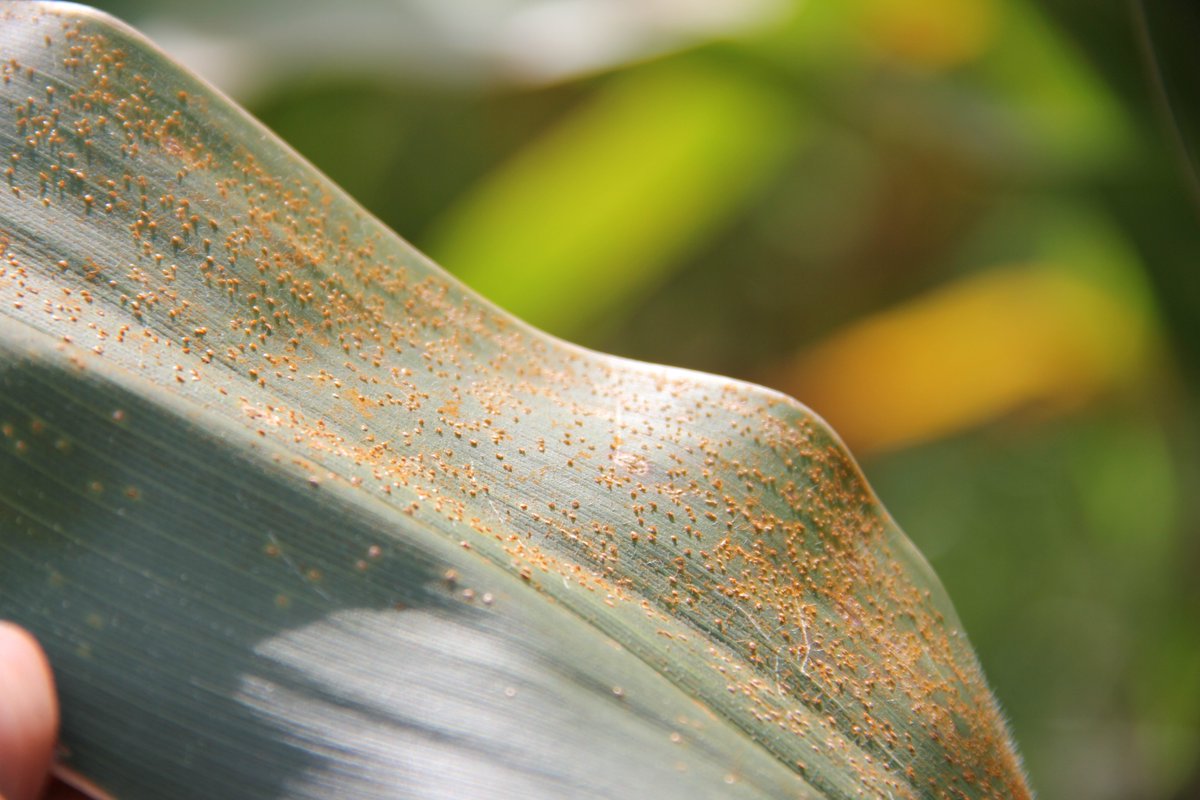 CropNetwork's tweet photo. Bookmark this map page to check progression of tar spot and southern rust during the 2024 season: https://t.co/DsCawKFeq9

@NationalCorn @alisonrISU @alabamaED @baldpathologist @MandyBish1 @maddishires @MahDuffeck @MartinChilvers1 @DTelenko @YuanZeng3 @badgercropdoc @cropdoc08 @KSUCropdiseases #agtwitter