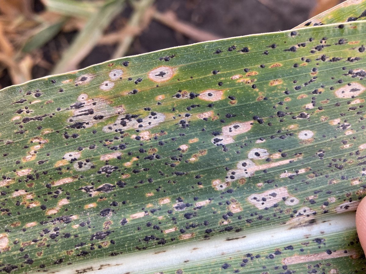 CropNetwork's tweet photo. Bookmark this map page to check progression of tar spot and southern rust during the 2024 season: https://t.co/DsCawKFeq9

@NationalCorn @alisonrISU @alabamaED @baldpathologist @MandyBish1 @maddishires @MahDuffeck @MartinChilvers1 @DTelenko @YuanZeng3 @badgercropdoc @cropdoc08 @KSUCropdiseases #agtwitter