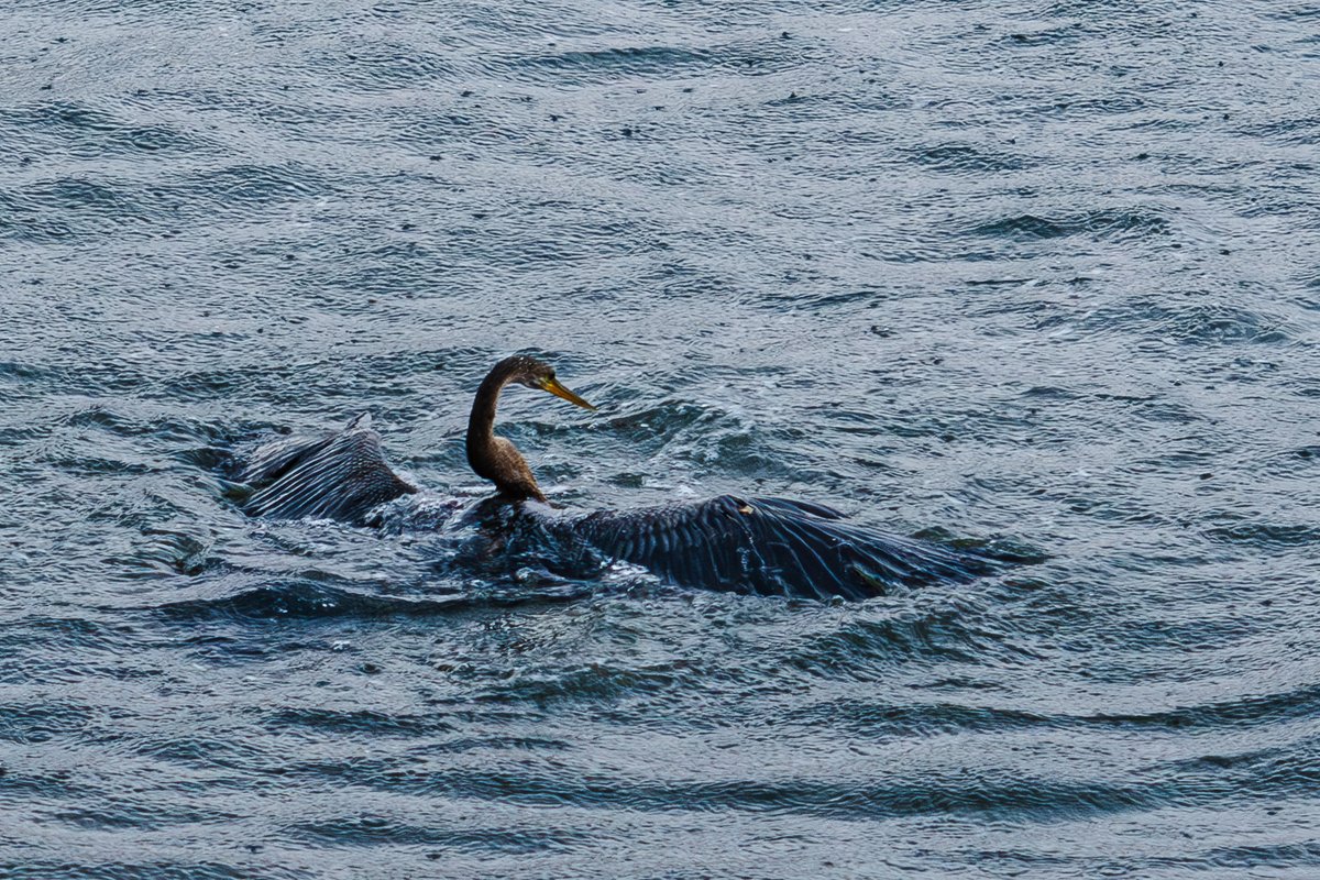 @EileenWorman s'ok. got you covered. 
witnessed an uncaged match this mornin' in twilight's easy rain between two immature anhinga females; musta been over feeding territory. it was on and over in  seconds, these images occurred inside of four.
#ldubelburrocámara #ldubwherethewildthingsare