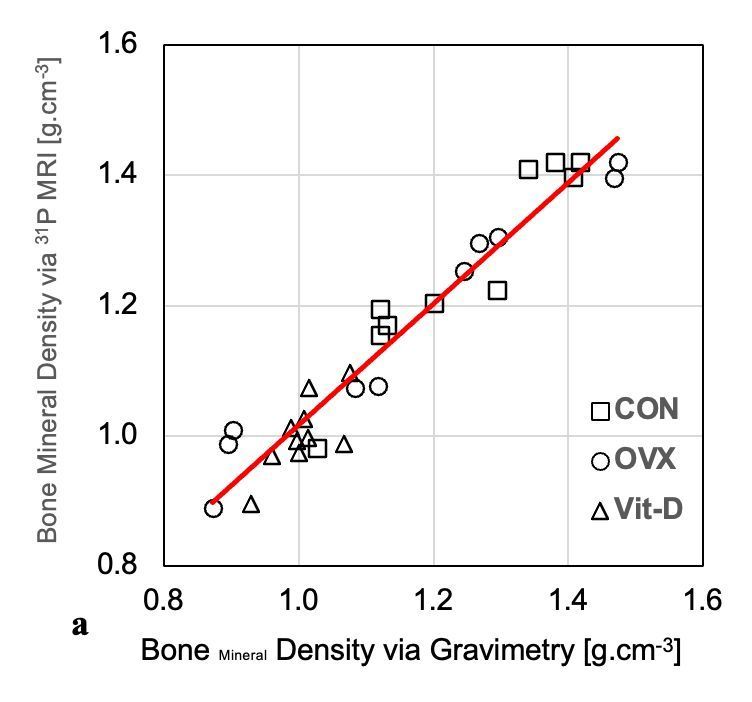 Ara Nazarian, PhD π¦π² (@nazarianlab) on Twitter photo Congrats to Victor Kassey for the non-invasive 31P #MRI work to measure BMD. Promising results in rat femurs suggest it could be a radiation-free alternative to #DXA. π¦΄π @BIDMC @ortho_BIDMC <a href="/MGHMartinos/">MGH Martinos Center</a> @OrthoBIDMC @bostonchildrens Bone journal buff.ly/3RROdUf Congrats to Victor Kassey for the non-invasive 31P #MRI work to measure BMD. Promising results in rat femurs suggest it could be a radiation-free alternative to #DXA. π¦΄π @BIDMC @ortho_BIDMC <a href="/MGHMartinos/">MGH Martinos Center</a> @OrthoBIDMC @bostonchildrens Bone journal buff.ly/3RROdUf