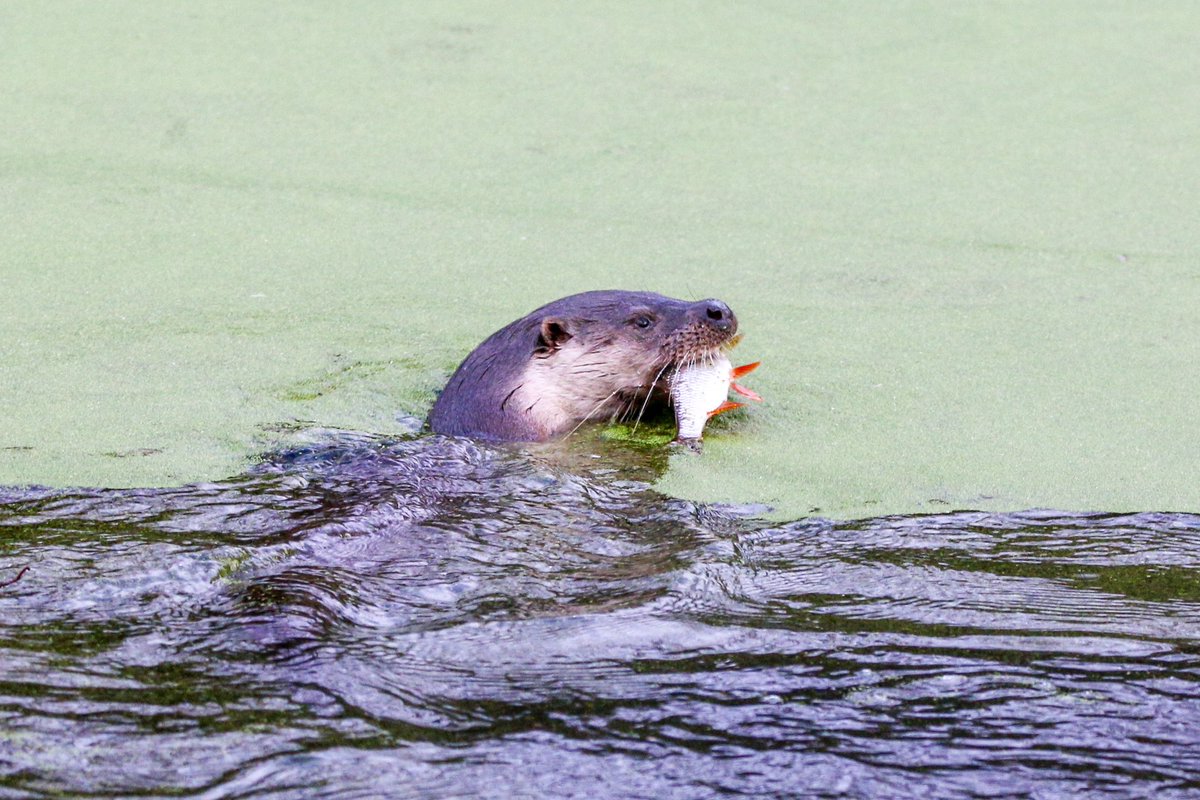 Otter that’s taken residence at Holywells park