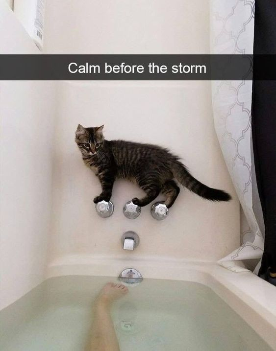 ShowYourCat's tweet photo. https://t.co/10lW50WqWq