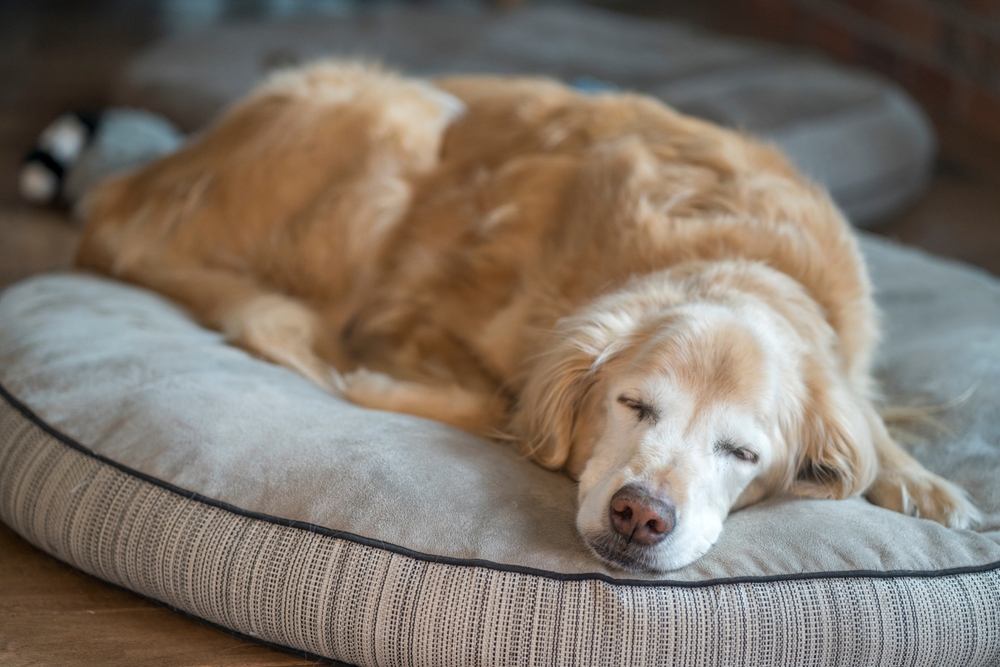 As the temperature drops, your senior pet might feel it in their joints. Keep them warm and consider a soft bed to ease discomfort. Regular, gentle exercise can also help. Let's keep our older buddies comfortable this winter! 🧣🐕‍🦺 #SeniorPetCare #JointHealth