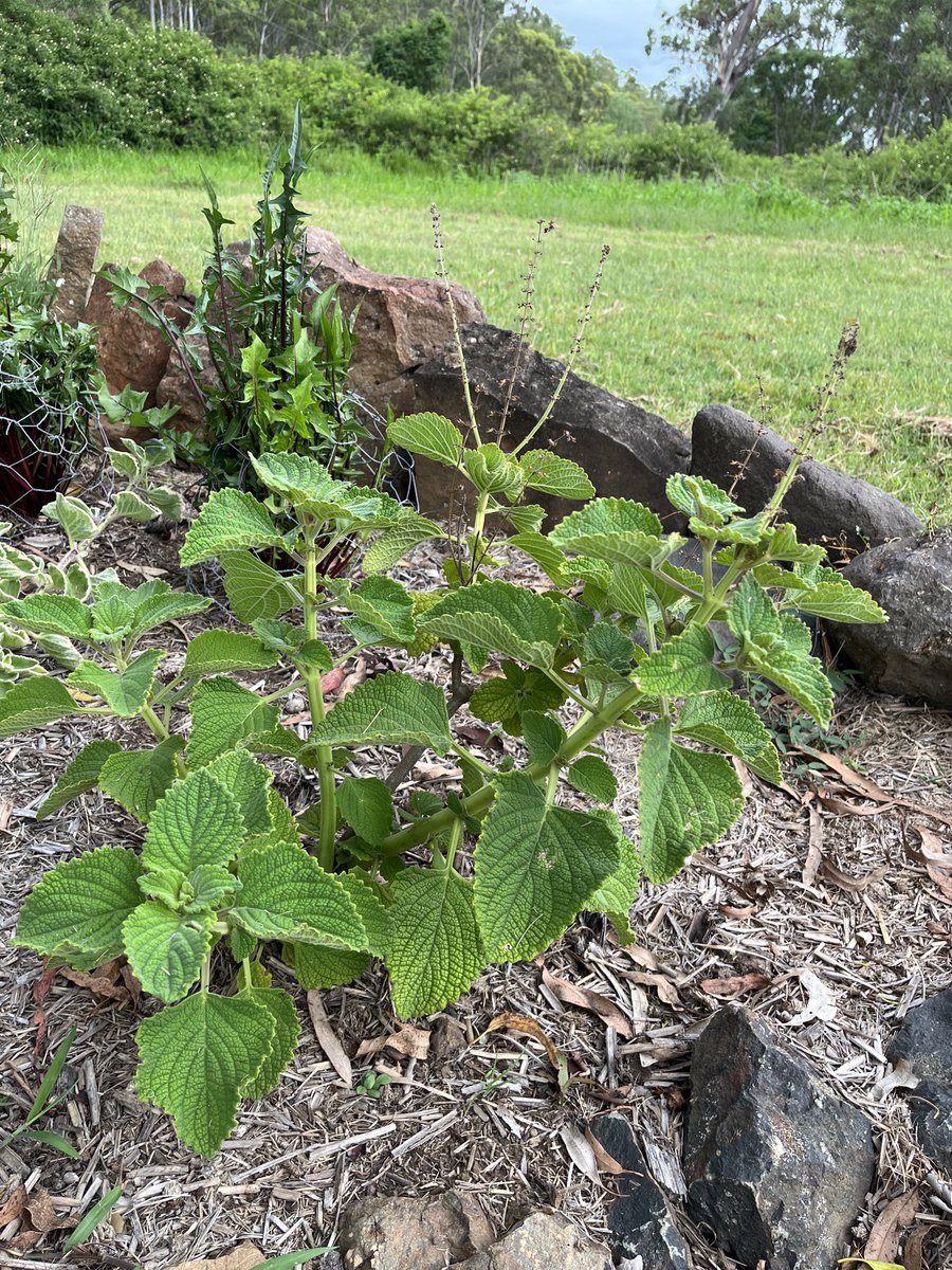 50AcresDown's tweet photo. Bush basil (or native basil) is an aromatic plant that is native to Australia. It is sometimes called the Five Spice plant due to its complex aroma.
#Herb #Herbs #HerbalMedicine #CulinaryHerbs #NativeBasil #BushBasil #HomeGrown https://t.co/hIZGaZXIuP