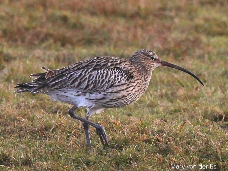 maryvanderes's tweet photo. #BirdsSeenIn2024
A #Wulp #Numenius_arquata #Eurasian_Curlew in the #Nethetlands .
@TotoRin0 @Britnatureguide https://t.co/cZHsNtbiy9