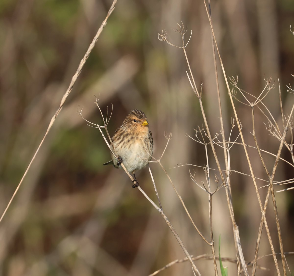Latest Blog Post : Some early Birding Highlights ......... robs-birding.blogspot.com