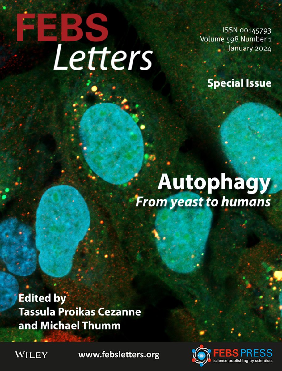 FEBS Letters (@febs_letters) on Twitter photo 📢 Special Issue! #Autophagy: From Yeast to Humans.
👩🔬Guest-editors: <a href="/TassulaPC/">Tassula Proikas-Cezanne</a> & Michael Thumm
➡️ bit.ly/3NZNmjf
30 years ago, FEBS Letters published work by Yoshinori Ohsumi identifying the first yeast autophagy genes. Learn how the field has developed since then! 📢 Special Issue! #Autophagy: From Yeast to Humans.
👩🔬Guest-editors: <a href="/TassulaPC/">Tassula Proikas-Cezanne</a> & Michael Thumm
➡️ bit.ly/3NZNmjf
30 years ago, FEBS Letters published work by Yoshinori Ohsumi identifying the first yeast autophagy genes. Learn how the field has developed since then!