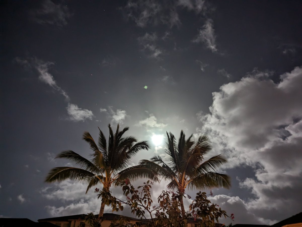 HarmonicCurator's tweet photo. 🌴🌕🌴 https://t.co/R8bOmOhrjT