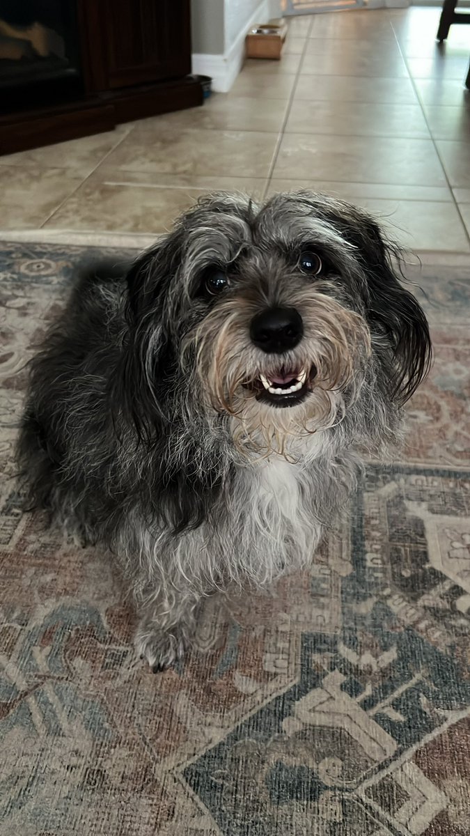 RoccoAndDobby's tweet image. You say it's your birthday
It's my birthday too, yeah
They say it's your birthday
We're gonna have a good time
I'm glad it's your birthday
Happy birthday to you
Yes we're going to a party party
Yes we're going to a party party
Yes we're going to a party party

Happy #4 to Rocco!