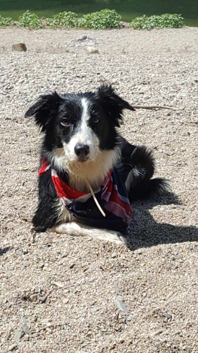 Chouvro's tweet photo. @LunadereVT Voici ma chienne d'amour 🥰🫰 https://t.co/5TtoP8R7Jc