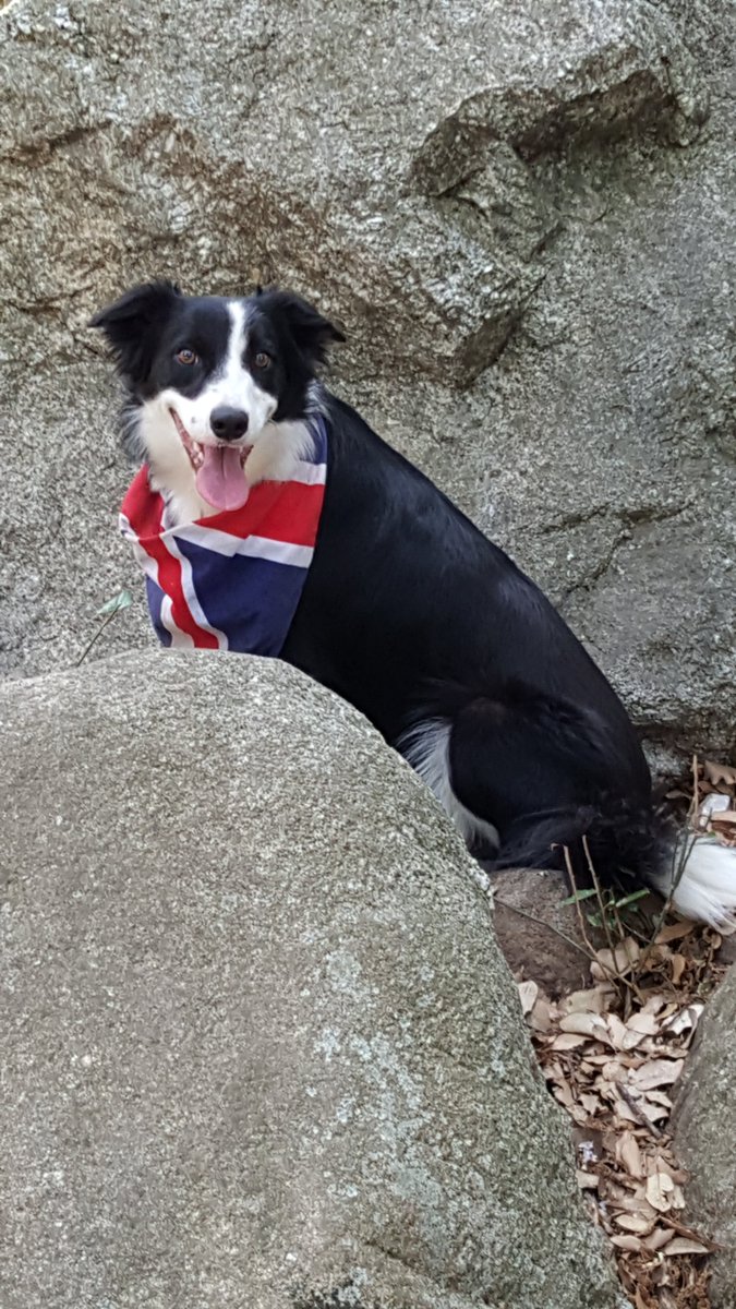 Chouvro's tweet photo. @LunadereVT Voici ma chienne d'amour 🥰🫰 https://t.co/5TtoP8R7Jc