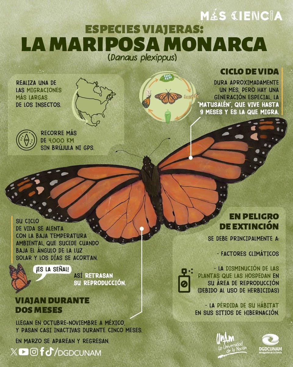 La #mariposamonarca es un símbolo de México e ícono de las #EspeciesViajeras.

El ciclo de vida de una mariposa monarca dura aproximadamente un mes, pero hay una generación muy especial que vive ¡hasta nueve meses!

Si quieres saber más sobre su migración, ve a nuestro Instagram.