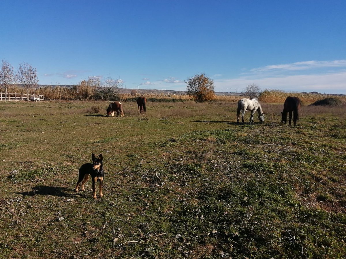 k9malaga's tweet photo. 👋 ¡Hola amigos de #K9Malaga!

En esta publicación os mostramos a nuestras compañeras y binomio 𝗔𝗡𝗔 𝗬 𝗧𝗜𝗡𝗔 colaborando con @equicentroterapiasecuestres de Villamayor de Gállego (Zaragoza) en las Colonias Inclusivas.

🔴⚫️🟡  #K9Malaga #equicentroterapiasecuestres https://t.co/9fh1QpQnMa