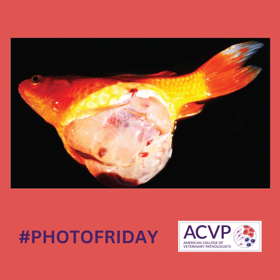 American College of Veterinary Pathologists tweet media