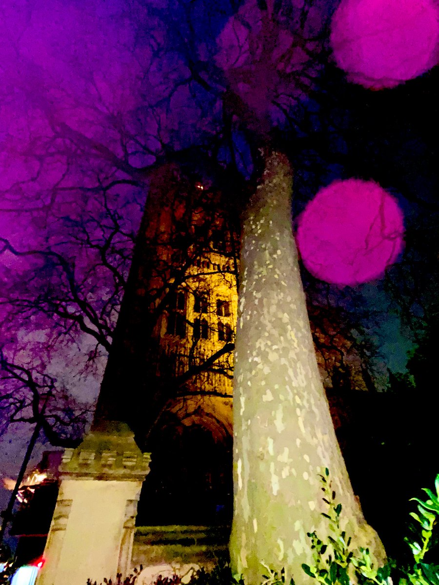 1000Rach's tweet photo. Parliamen-tree 🌳 #HouseofLords #VictoriaTower #Westminster #London #TodaysTopTree https://t.co/04XvTtO5v5