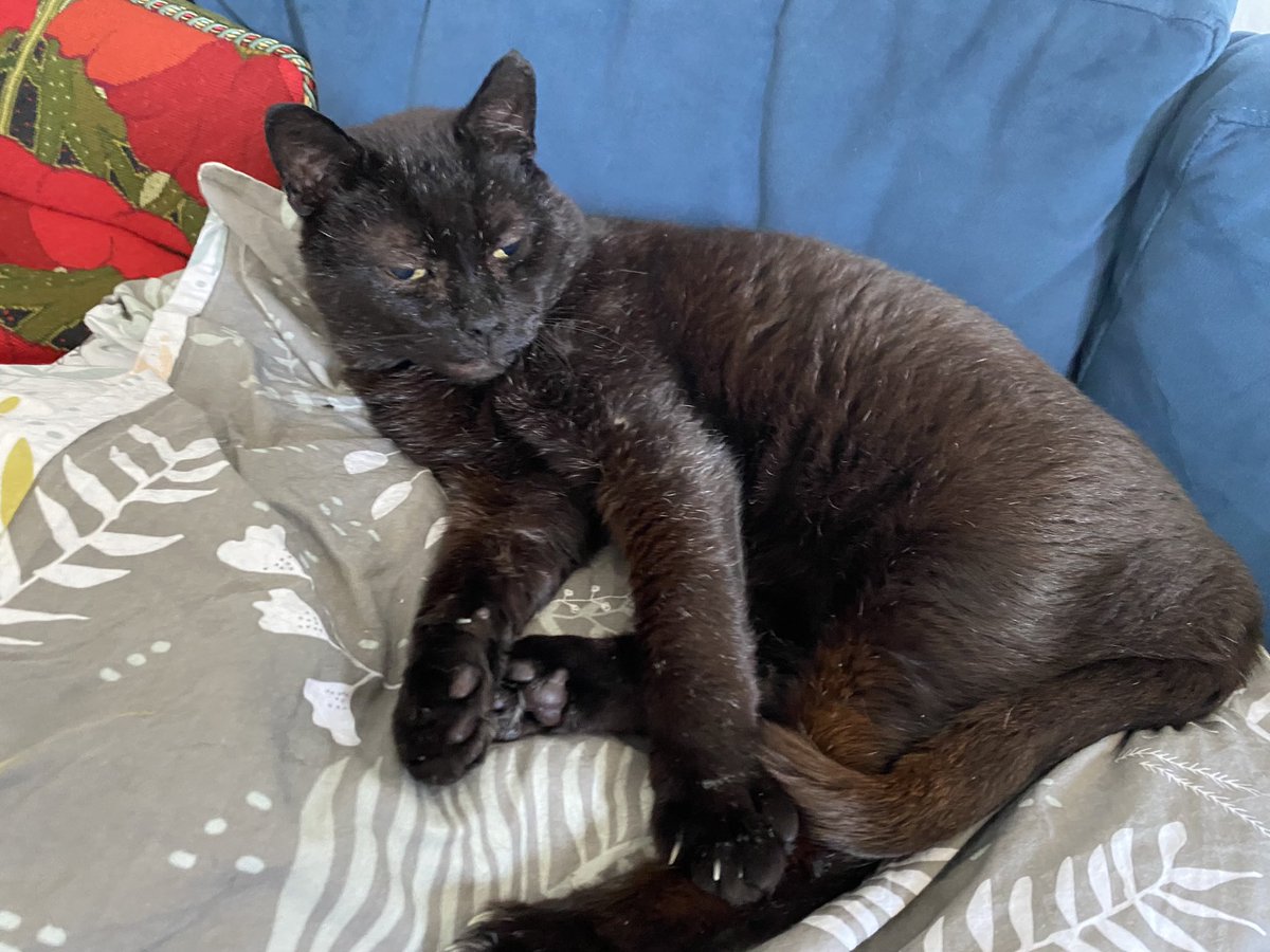ninapthompson's tweet photo. @the_tweedy Captures his sassy lil face- looks like he hates you but actually loves everyone, my weird little needy boy 🥰 https://t.co/yG4EI3aYAF