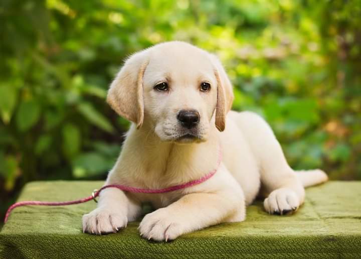 Labrador_lover4's tweet photo. #labrador #labradorretriever #labradorsofinstagram #labradorite #labradoroftheday #labrador_lovers #labradors_ #labrador_class #labrador_feature #labradorchocolate https://t.co/qUlbmKzS3F