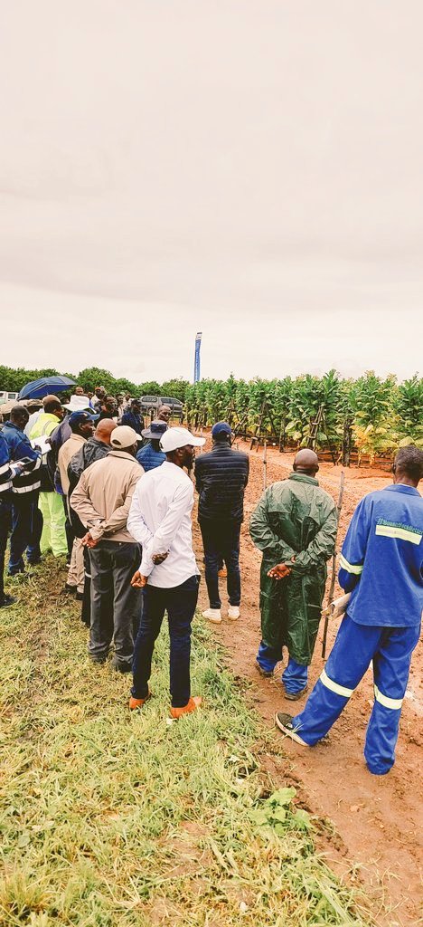 KutsagaResearch's tweet photo. Tobacco value chain actors converge to appreciate the tobacco seed production process under the auspices of @KutsagaResearch @agribusiness110 @timb_zw @tobaccoreporter @TobaccoZimbabwe @TTofuz @ZimbabweTobacco  @zpba_official @obertjiri @frank_magama @MoLAFWRD_Zim @TheFarmerTalk https://t.co/ax8wh1DnSi