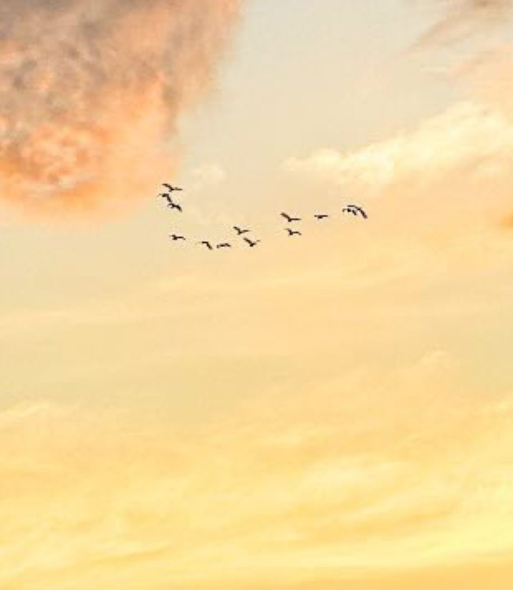 leeseokyeom's tweet photo. That can't be real there are 13 birds again in his pic ?? https://t.co/8GhsKNckTJ