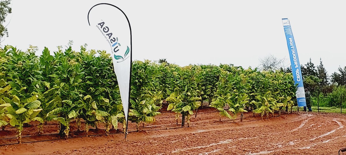KutsagaResearch's tweet photo. Tobacco value chain actors converge to appreciate the tobacco seed production process under the auspices of @KutsagaResearch @agribusiness110 @timb_zw @tobaccoreporter @TobaccoZimbabwe @TTofuz @ZimbabweTobacco  @zpba_official @obertjiri @frank_magama @MoLAFWRD_Zim @TheFarmerTalk https://t.co/ax8wh1DnSi