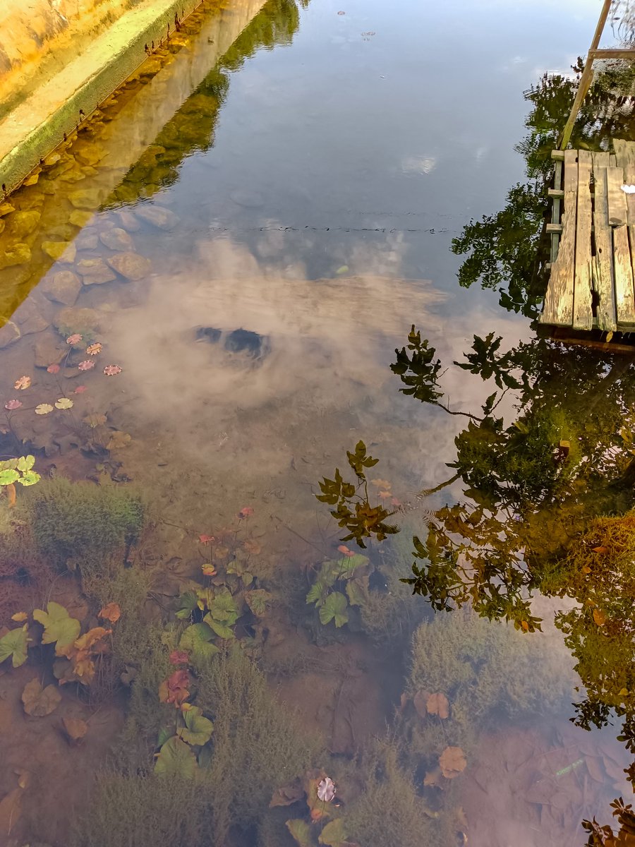 Aekacafp's tweet photo. Clear river
#clear #water #clearwater #River #Reflection #nature #skyreflection #plants #Branch #Wood #photography #photo https://t.co/L2OCjAUVdh