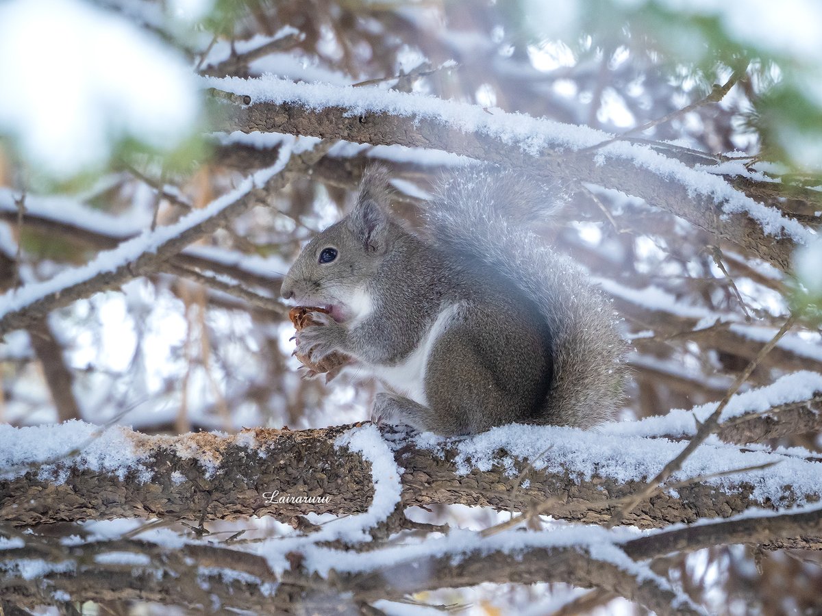 「クルミを割らずに穴を開けて食べる子ちゃん🌰🐿」

一定数いるみたいですね🧐
30分以上頑張ってる子は「穴開け食べ子ちゃん」かもしれませんね。
削ってはモコモコと食べるを何度も繰り返します。
削りカスも枝の上に盛沢山です。
割る以上に大変な作業だと思うのは私だけでしょうか😂❔
#ニホンリス
