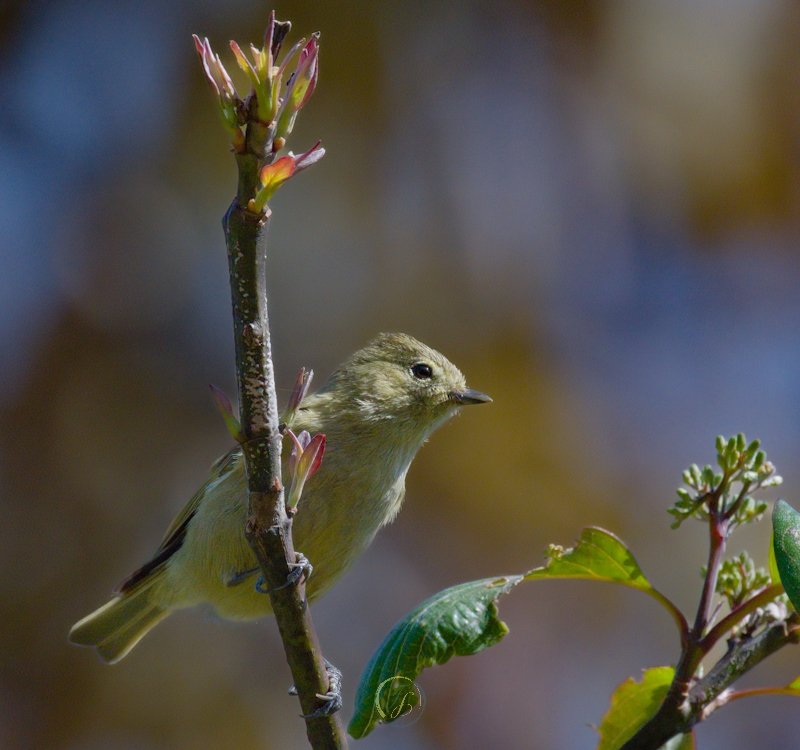 Continuing Himalayan-Birding-Saga! With @dnemophilist and @siddisimple Yellow-browed Tit @IndiAves #birdsSeenin2023 #birding @WildlifeMag @audubonsociety @BirdLife_News #wildlifephotography #Nikon @Muzaffar12