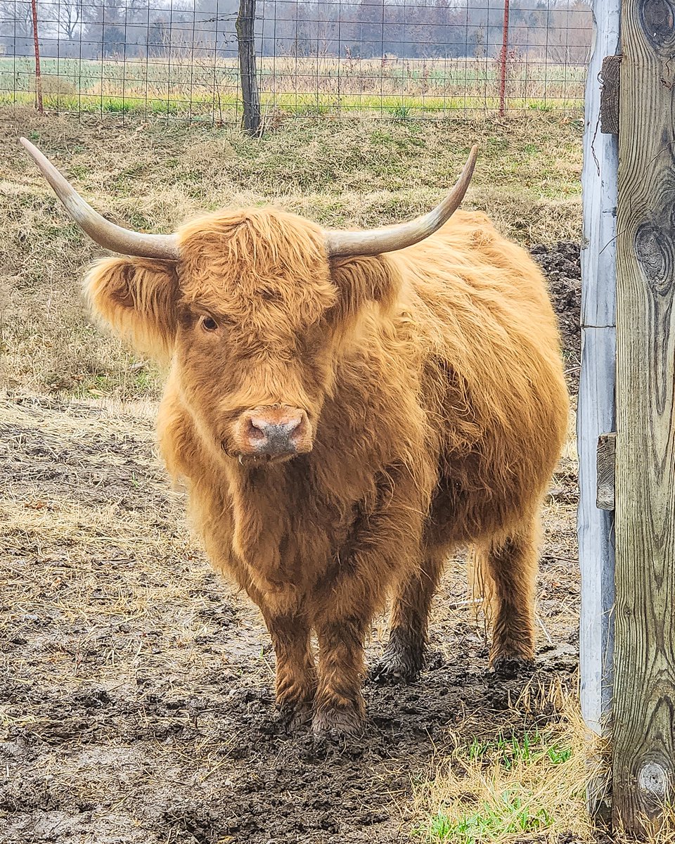 CoalValleyCoos's tweet photo. Sadie Skye - Our beautiful yellow cow. Sire Skye High Koal. Dam Blue Bird's Peach!
#frosty #cold #freezing #iceicebaby #scottishhighlander
#scottishhighlandcattle #scottishhighlandercow #fluffycows #heilancoo #cowlover #cowlove
#highlandcow #highlandcowphoto #canon @CanonUSA https://t.co/eBcBwqYwKC