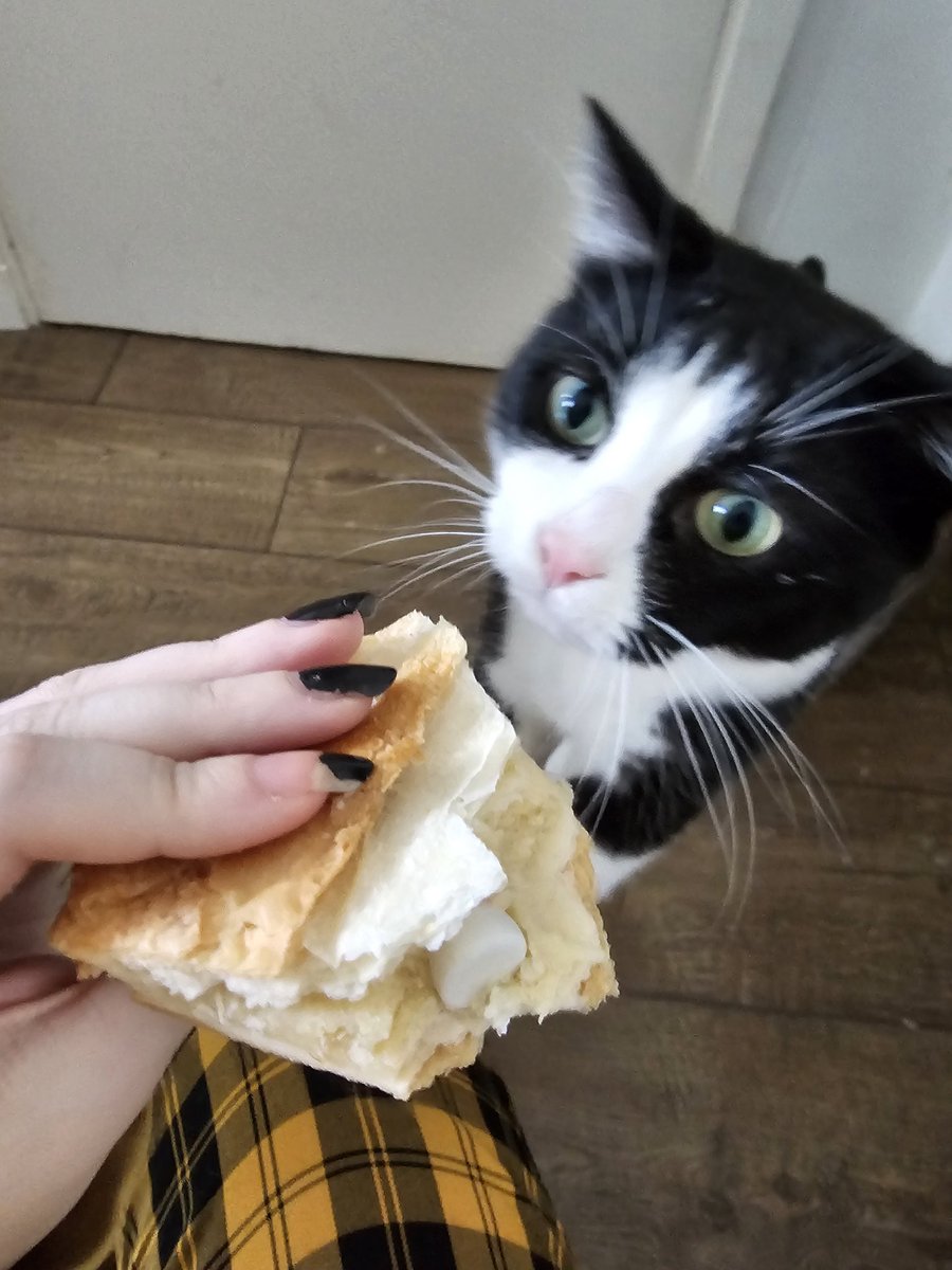 Le chat de mon colloc il a volé de la galette et il a eu la fève ???? 😭😭 je vais tout casser