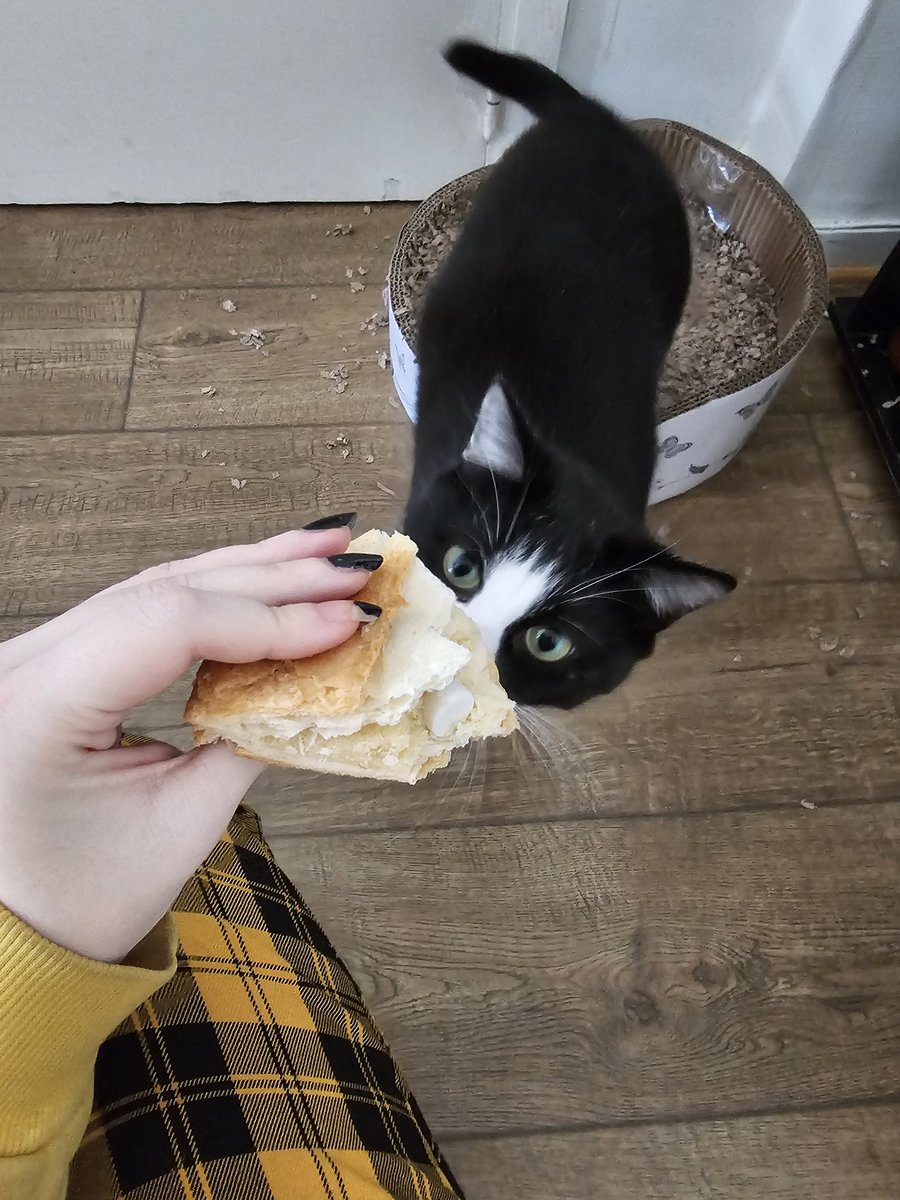 ernestkinnie's tweet photo. Le chat de mon colloc il a volé de la galette et il a eu la fève ???? 😭😭 je vais tout casser https://t.co/HPovAgYaDh