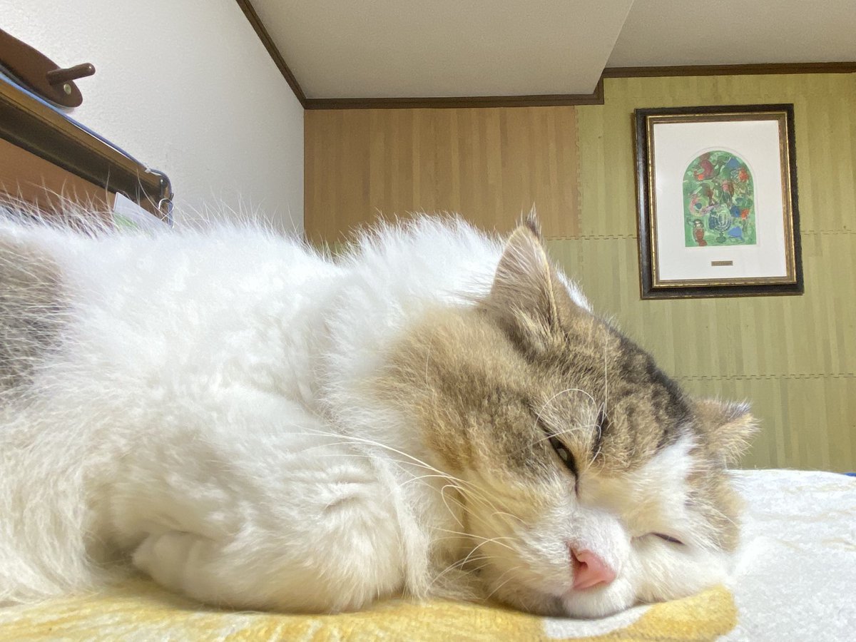 みなさんおやすみニャン🐱💤ノアより