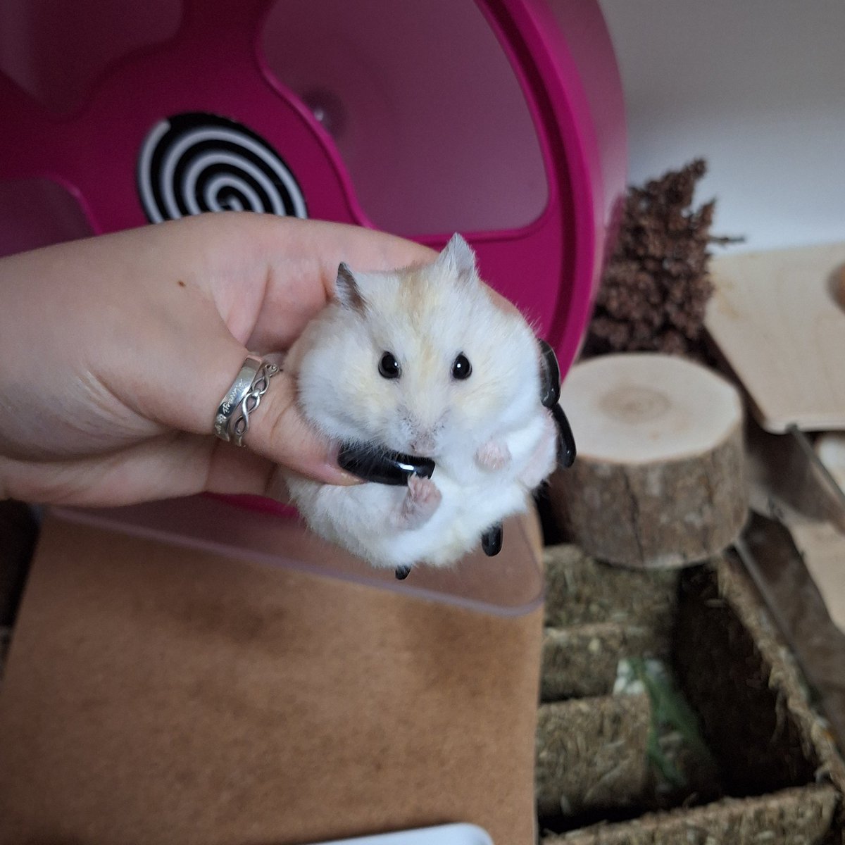 🐹똑바로 말해. 좋아하는 햄스터, 있어?