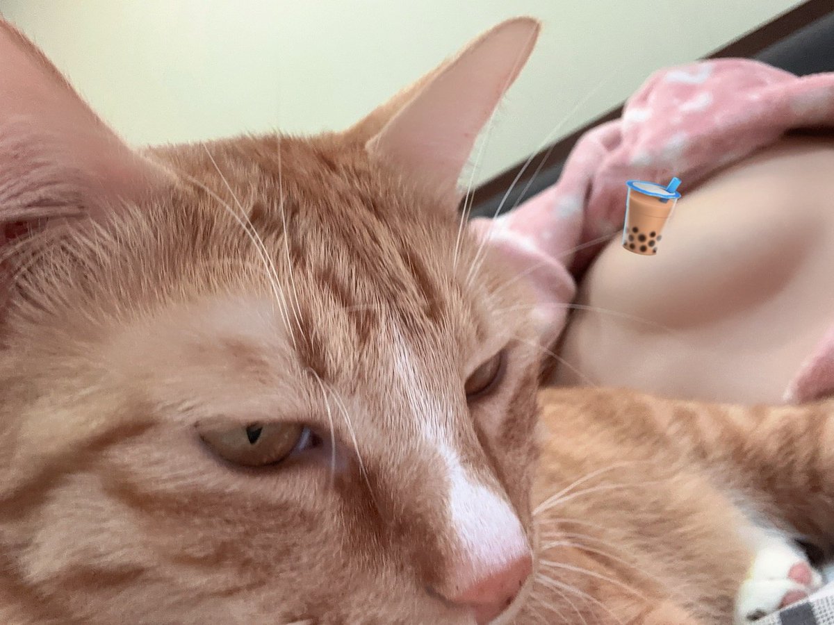 好吧 你當主角 
帥氣的白鼻鼻