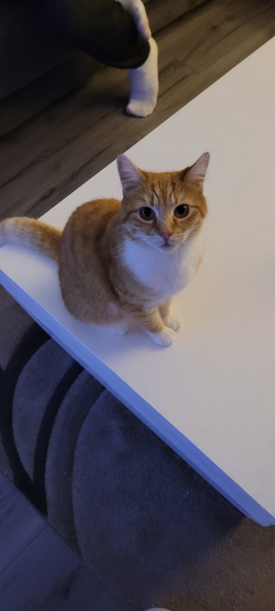 Chelliot88's tweet photo. @CPGlasgowBranch Mybwee ginja ninja Bob 🐱 https://t.co/GGyJyffiT9