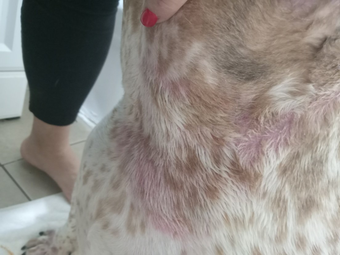 pissedconsumer's tweet image. Are #Hartz products good? PissedConsumer user shares: "...your products have physically harm my dogs and I will be following up with legal representation." Full story here: bit.ly/482wL61

#Pets #Petcare #OnlineReviews