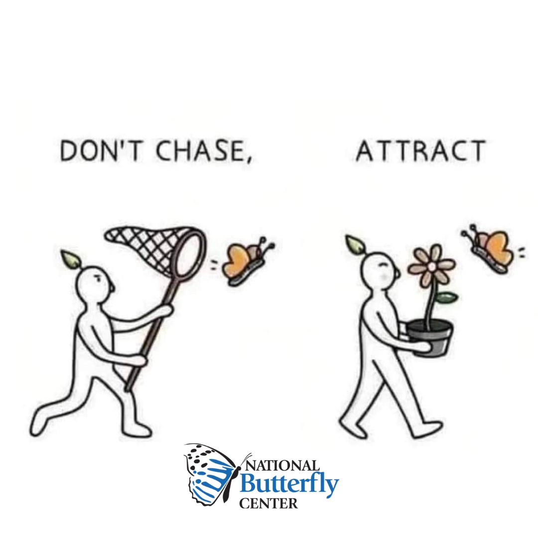 National Butterfly 🦋 tweet media