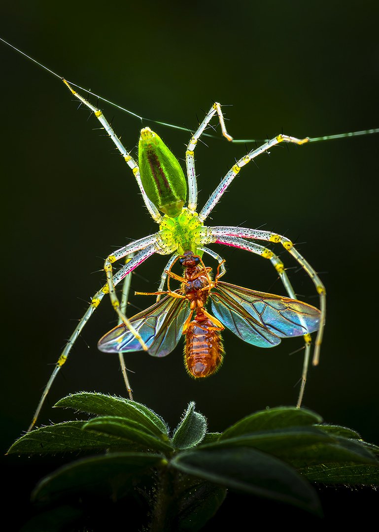 ArjunHaarith's tweet photo. Colorful lunch

Spider with kill.
Tamron 90mm

#nikon #macro #Karnataka #India #spider https://t.co/KozVPCu3jh