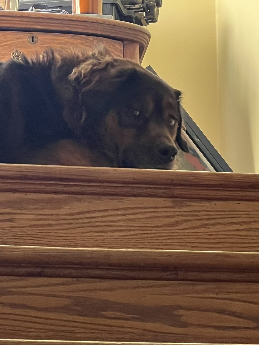 lastedlife's tweet image. its my dogs birthday today everyone tell him hes a good boy. he is 6 hes old now.