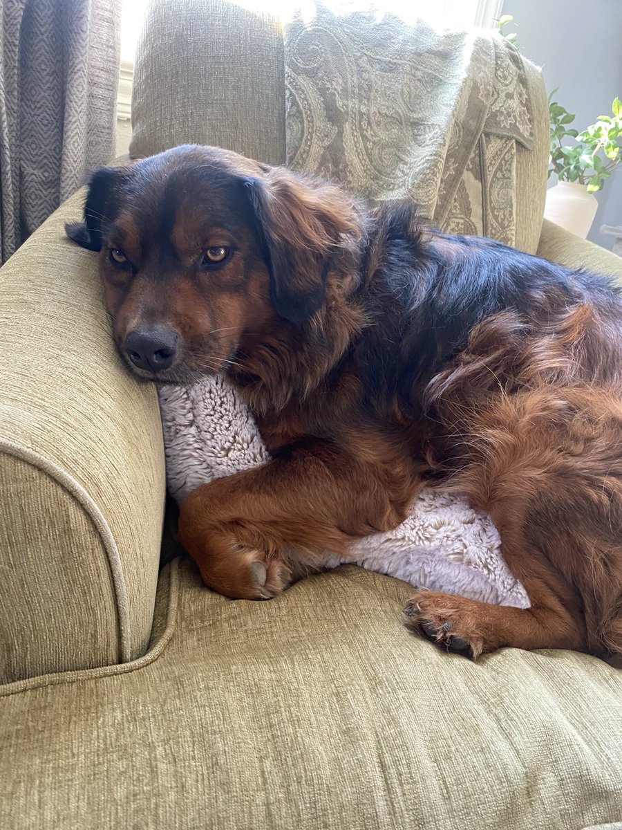 lastedlife's tweet image. its my dogs birthday today everyone tell him hes a good boy. he is 6 hes old now.