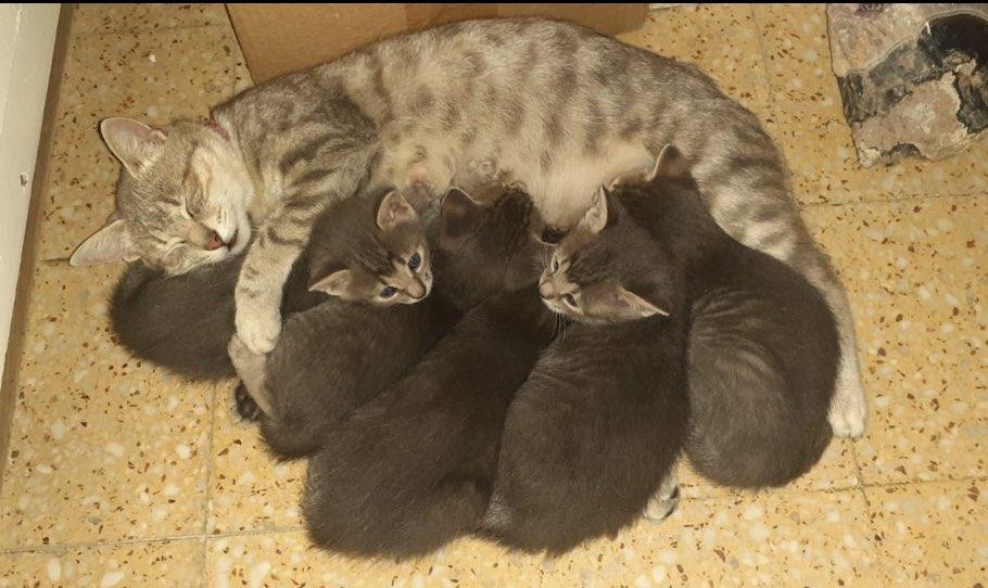 gatosdeluruguay's tweet photo. Hola! Qué tal? Tal vez puedan publicar estos gatitos que están en adopción. Tienen un mes y la mamá apareció abandonada en una casa en Parque del Plata. Muchas gracias 😊
098120202 Virginia https://t.co/6Fq2F2i1I2