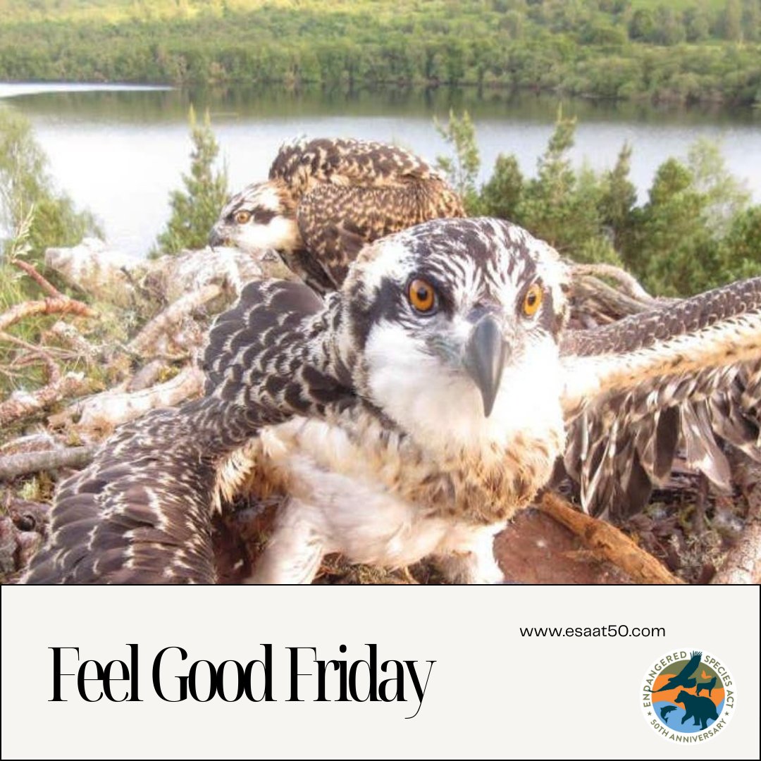 ESAat50's tweet photo. #FeelGoodFriday The #Connecticut Audubon Society recently reported a record-breaking number of osprey fledglings in 2023: 881!

In the 1940s, ospreys faced threats from DDT. Connecticut’s rivers and estuaries provide an excellent #ecosystem for the #birds to thrive and #hunt. https://t.co/Xji0TpTo5w