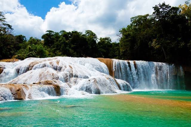 jmazpiroz's tweet photo. La Reserva de la Biósfera #MontesAzules en Chiapas cumple hoy 46 años. Un referente de Área Natural Protegida para todo el mundo, #OrgullodeMéxico🇲🇽, ejemplo de que es posible conservar lo último que nos queda…
México hasta hace unas décadas tenía 12 millones de hectáreas de selvas tropicales húmedas, hoy nos queda menos de UN MILLÓN.
Montes Azules es nuestra Amazonas en #Chiapas, nuestra reserva, nuestro pulmón. Es prácticamente lo ÚLTIMO que nos queda.
A pesar de ello, y por increíble que parezca, está más en riesgo que nunca. Un área sin presupuesto y abandonada por el Estado (como gran parte del país) a merced y cada vez más bajo control del crimen organizado (como gran parte del país).
Esto debería ser una EMERGENCIA NACIONAL (de nada sirve anunciar tramposamente nuevas Áreas Naturales Protegidas si no hay presupuesto ni para cuidar la primera… si se han dilapidado millones en una refinería obsoleta y en derribar hectáreas de selva y contaminar mantos acuíferos para el capricho del #TrenMaya). Una tragedia.