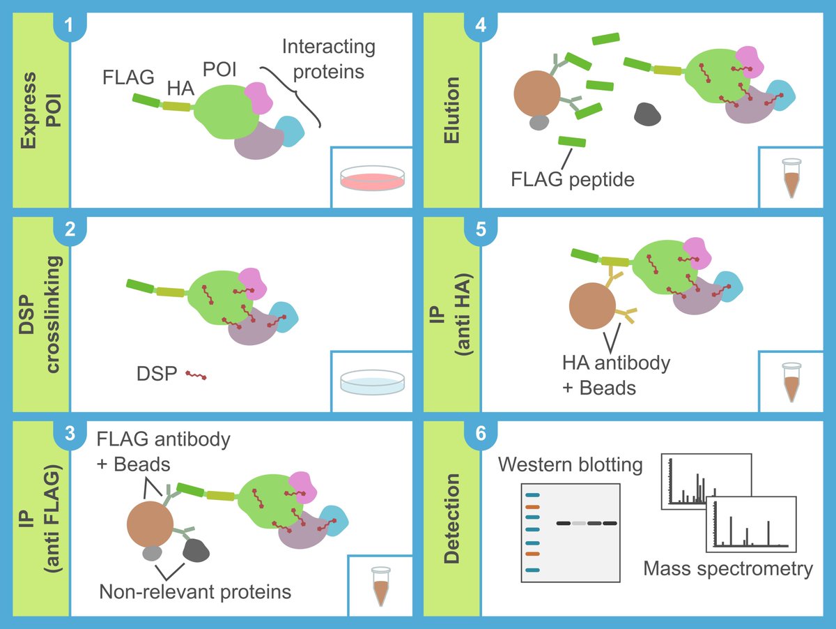 bioprotocolbyte's tweet photo. Focus on #biochemistry with @bioprotocolbyte! 
(Post 1)
Struggling to capture those elusive weak-binding protein-protein Interactions? 😟 
Enter DSP Crosslinking + Tandem Immunoprecipitation! https://t.co/Qdwve0krXt by Kotaro Akaki, Mino Takashi, &amp; Osamu Takeuchi at @KyotoU_News https://t.co/auSDoGw73M