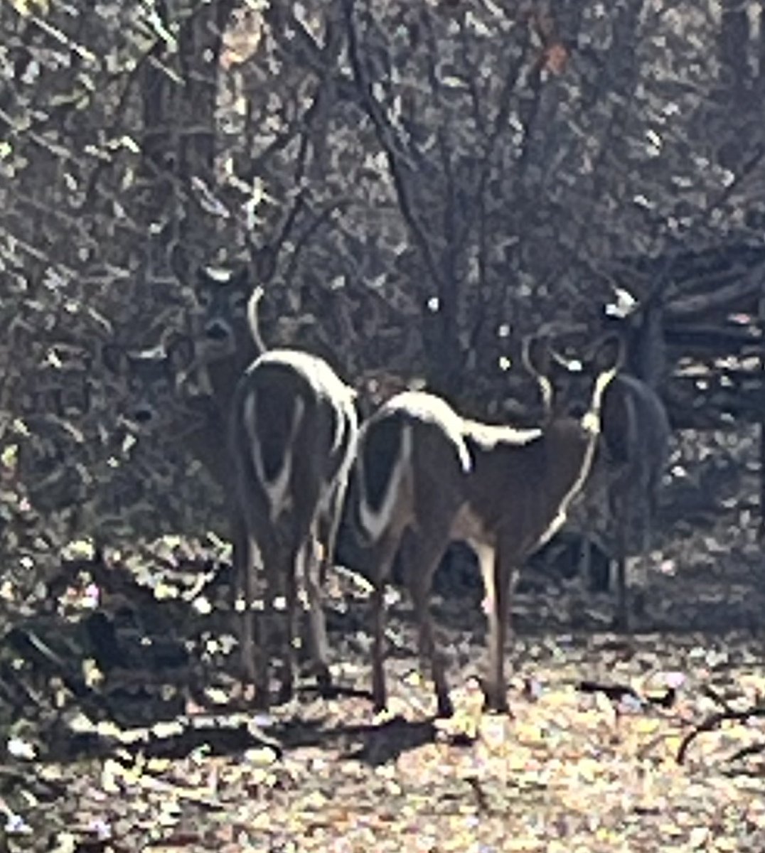 sonnenbook's tweet photo. Ran into a family of 4 deer on the trail https://t.co/Q6MEU1zOX6