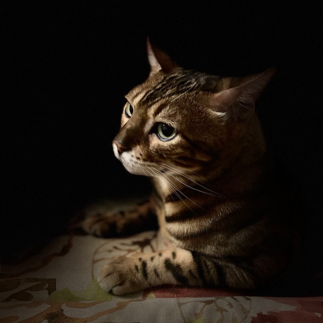 TudorHallSchool's tweet image. Congratulations to Selina (IVs), who won our house photography competition for York with this wonderful photo of a tabby cat.
#TudorHall #HabeoUtDem #HouseCompetition #Photography